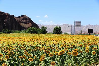 SE推理新作《春逝百年抄》Steam开启预购 国区298元